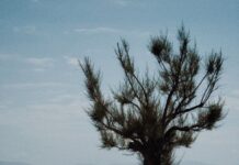 Gordiano Lupi – Vivere stanca